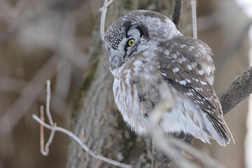 Closeup shot of an owl perched on a tree branch.