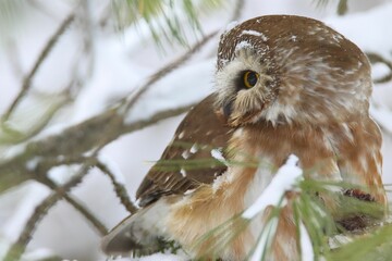 Majestic owl perched atop a picturesque snow-covered tree branch.