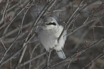 Great grey shrike perched on a bare tree branch.