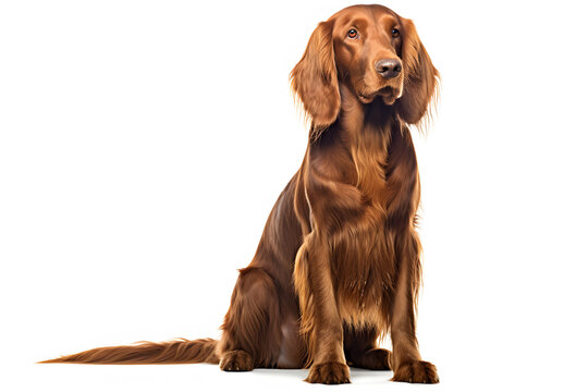 Portrait Of Irish Setter Dog Sitting Isolated On A White Background