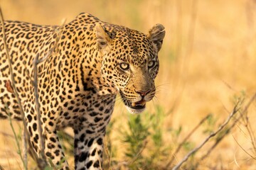 a very close up of a leopard in a field of dead grasses