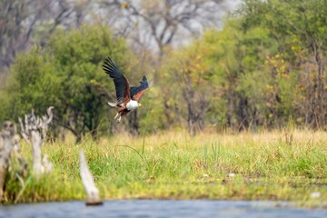 a Fish Eagle with a long tail coming off in the air