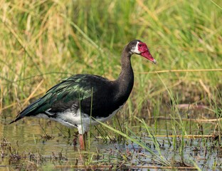 a Egypt Goose in a body of water near a grass field