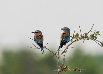 two Lilac Breasted Roller birds perched on the top of a tree
