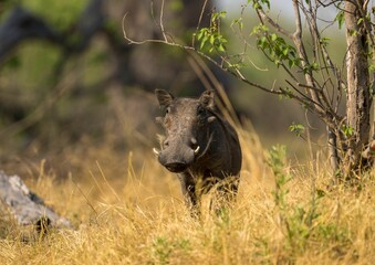 a big Common warthog walks across the dry grass and rocks at a watering hole