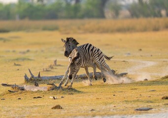 Obraz na płótnie Canvas two zebras on a grassy plain playing with each other
