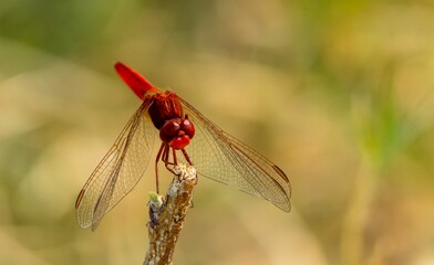 Closeup shot of a red dragonfly on a plant in Khwai, Botswana.