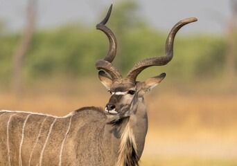 Kudu with impressive horns in a grassy field in Khwai, Botswana.