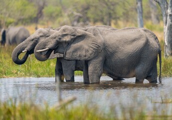 Two elephants standing in a shallow pool of water in Khwai, Botswana.