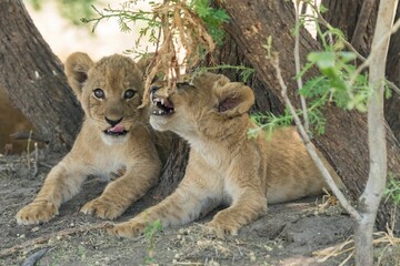 Two young lion cubs resting under a cluster of trees in Botswana.