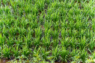 Rice fields in Korean rural areas during the summer growing season