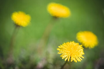 Yellow dandelions in full bloom, growing in a lush green grass field