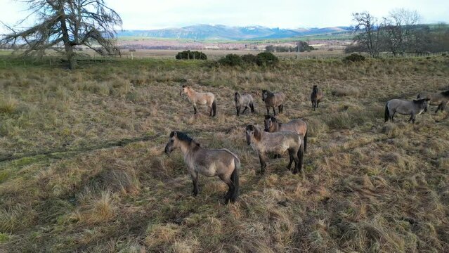 Herd of Horses in Scotland UK