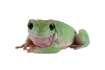 Dumpy frog "litoria caerulea"  closeup on white background, Frog Closeup on isolated background