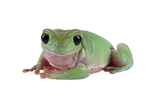 Dumpy frog "litoria caerulea"  closeup on white background, Frog Closeup on isolated background