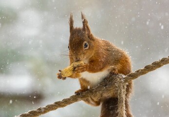 Red squirrel eating a nut while standing on a rope