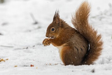 Red squirrel eating a nut in the forest