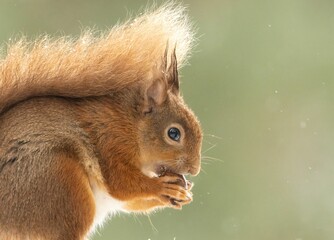 Red squirrel eating a nut in the forest