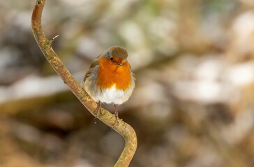 European robin (Erithacus rubecula) perched on a branch