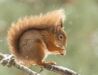Red squirrel eating a nut in the forest