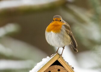 European robin (Erithacus rubecula) perched on a birdhouse