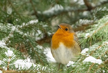 European robin (Erithacus rubecula) perched on a branch