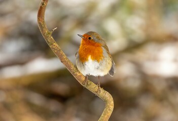 European robin (Erithacus rubecula) perched on a branch