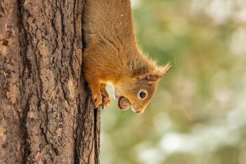 Red squirrel eating a hazelnut