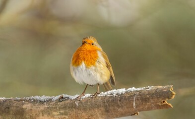 European robin (Erithacus rubecula) perched on a branch
