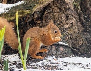 Red squirrel eating a nut in the forest