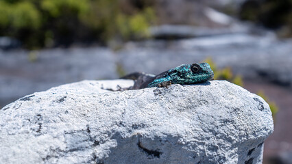 Southern Rock Agama / Southern african rock agama
Agamidae lizard family