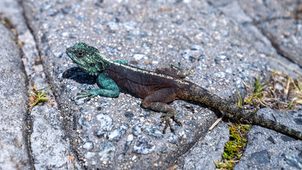 Naklejka na ściany i meble Southern Rock Agama / Southern african rock agama Agamidae lizard family