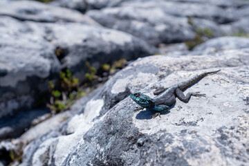 Southern Rock Agama / Southern african rock agama
Agamidae lizard family