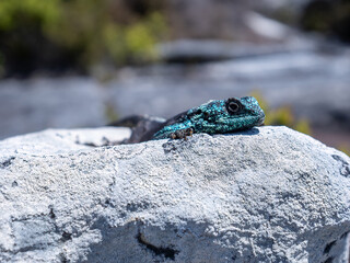 Southern Rock Agama / Southern african rock agama
Agamidae lizard family