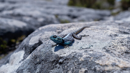 Southern Rock Agama / Southern african rock agama
Agamidae lizard family
