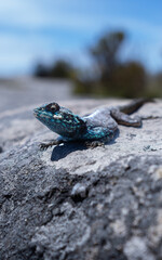 Southern Rock Agama / Southern african rock agama
Agamidae lizard family