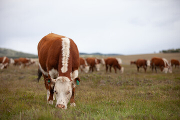 Naklejka na ściany i meble Cattle Ranch in south patagonia argentina
