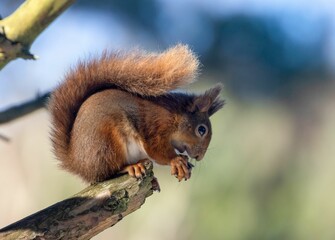 Red squirrel sitting on a branch and eating a hazelnut