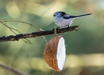 Long-tailed tit (Aegithalos caudatus) feeding from half a coconut shell