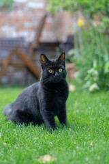 Naklejka na ściany i meble Black cat perched in a lush green grassy field,