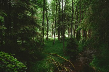 Obraz premium a creek running through a forest filled with tall trees and bushes