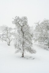 Large tree covered in a snow storm