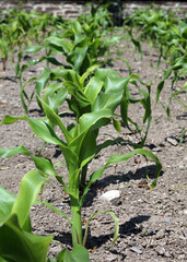 Row of Sweet Corn plants growing in late Spring, Devon England
