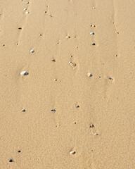 Fototapeta na wymiar Sand wiht shells texture for graphic resources. Beach, summer sand background.