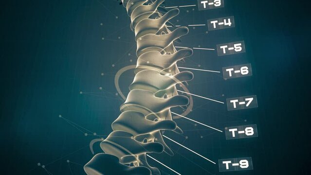 Animation of a human spine bone displayed on a futuristic interface