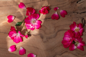 pink petals and roses in sunlight on dark wooden background