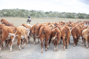 Cattle Ranch in south patagonia argentina