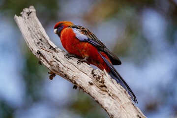 Small crimson rosella bird perched on a tree branch against a backdrop of lush