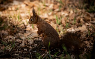 Naklejka na ściany i meble Brown squirrel standing on the ground covered with brown leaves