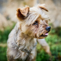 yorkshire terrier with short haircut posing in park